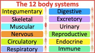 12 Organ Systems  Roles amp functions  Easy science lesson [upl. by Yelsiap]