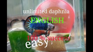 daphnia moina culture Easy way Unlimited production English  with sub Green water Chlorella [upl. by Georgeanne80]