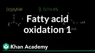 Fatty Acid Oxidation  Part I [upl. by Ahsiele]