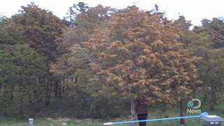 Massive Tree Pollen Explosion Explained [upl. by Gallard]