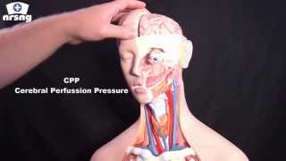 Cerebral Perfusion Pressure CPP  Regulation  Calculation [upl. by Lupita876]