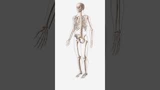 Skeletal System basic overview [upl. by Uyekawa]