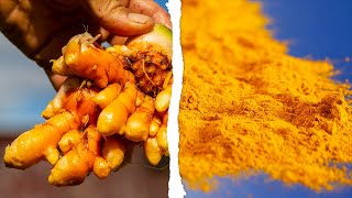 TURMERIC  How Does it Grow [upl. by Gnohp669]