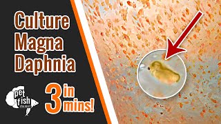 How to culture DAPHNIA MAGNA  The easy way [upl. by Ellmyer]