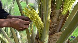 Date Palm Pollination Easy and Effective Method [upl. by Norrehs]