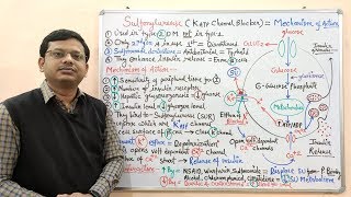 Diabetes Mellitus Part10 Mechanism of Action of Sulfonylurease  Antidiabetic Drugs  Diabetes [upl. by Koren]