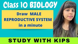 How to draw Male Reproductive​ System Step by step for beginners Class 10th Science biology [upl. by Oakman85]