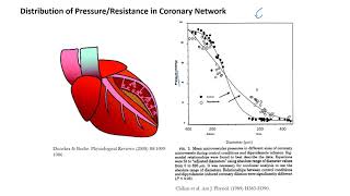 Myocardial Perfusion [upl. by Dowell394]