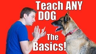 Dog Training 101 How to Train ANY DOG the Basics [upl. by Nadual]