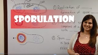 Endospore Formation Sporulation [upl. by Maude964]