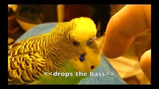 Talking Parakeet Budgie Talks Nonstop Captioned [upl. by Eiuqcaj]