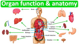 Major organ functions amp anatomy 👫 Quick amp easy learning video [upl. by Renrag]