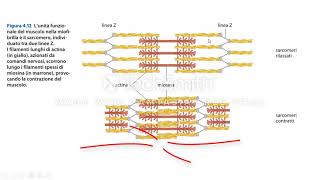 La contrazione muscolare [upl. by Notslar852]