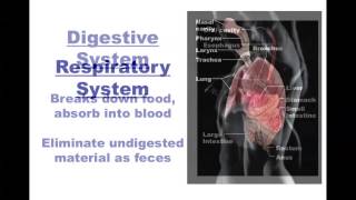 Human Anatomy and Physiology Organ Systems [upl. by Ennoitna9]