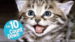 Top 10 Domesticated Cat Breeds [upl. by Hatch]