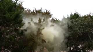 Cedar Tree Pollen cloud  ADC [upl. by Sucramraj835]