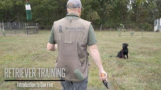 Introduce Your Labrador to Gunfire  Hunting Dog Training [upl. by Atnuahs]