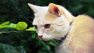 How to Breed Cats  Breeding Your Cat [upl. by Kimmel672]