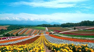 Flowers of Furano Biei Hokkaido Japan [upl. by Lertnahs]