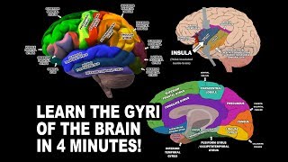 GYRI OF THE BRAIN  LEARN IN 4 MINUTES [upl. by Hephzipah]