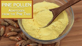 Pine Pollen The Nutritious Adaptogen from the Pine Tree [upl. by Veal501]