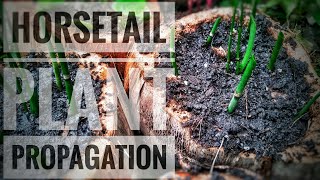 Horsetail Plant Care  Propagate Horsetail Plant  Equisetum Hyemale Propagation [upl. by Bergin54]