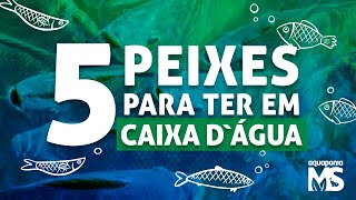 5 peixes para criar em caixa dágua  aquaponia [upl. by Ijar]