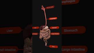 Digestive System overview with Animation [upl. by Akcire]