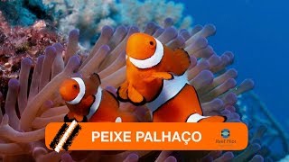 Aquário Marinho  Peixe Palhaço [upl. by Wallack]