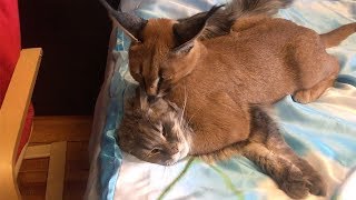 Family Live With Wild Caracal Cat [upl. by Ethe991]