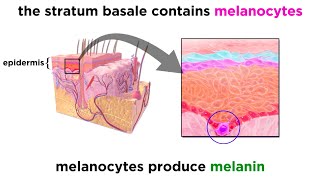 The Integumentary System [upl. by O'Shee]