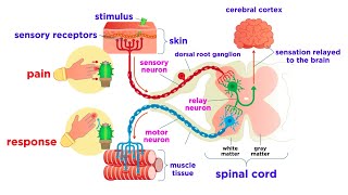 The Peripheral Nervous System Nerves and Sensory Organs [upl. by Deerc]