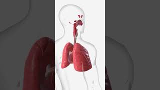 Respiratory System basics [upl. by Aitnis]