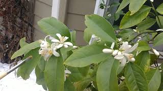 How To Pollinate Meyer Lemon Citrus Tree Growing Indoors [upl. by Eissoj]