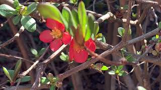 Flowering Quince Plant Profile [upl. by Tessil]