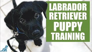 Labrador Retriever Puppy Training Guide  First Week Puppy Training❤️ [upl. by Millham]