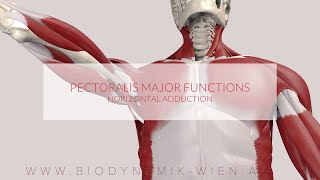 Pectoralis Major Functions Horizontal Adduction 3D Animation [upl. by Ellesor]