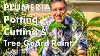 PLUMERIA TIPS Potting Cutting amp IV Organic Tree Guard Paint [upl. by Monti399]