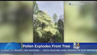 Pollen Explodes From Tree [upl. by Anh]