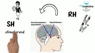 Hormoneller Regelkreis einfach erklärt [upl. by Zysk]