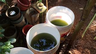 How to grow Green Water Algae [upl. by Leirbma]