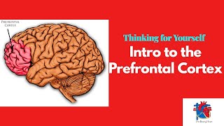 Intro to the Prefrontal Cortex [upl. by Corvin]