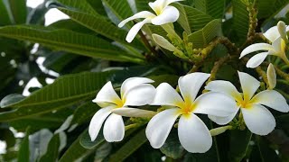 PLUMERIA CHAMPA Types Plumeria Care Tips  Plumeria Tree [upl. by Anaele]