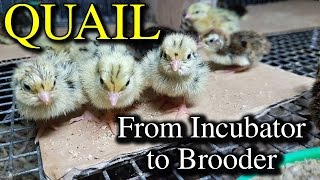 Hatching Quail Eggs amp Brooding Coturnix Chicks with Tips [upl. by Evaleen]