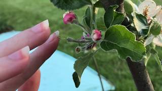 Hand Pollinating Apples [upl. by Eidlog]