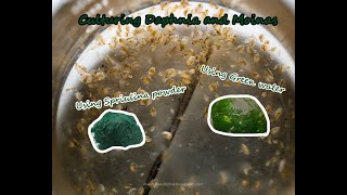 How To Culture Daphnia and Moinas using Green Water Spirulina powder [upl. by Cohl]