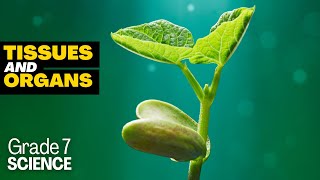 Grade 7 Science 15 TISSUES ORGANS ORGAN SYSTEM IN PLANTS [upl. by Eugenio446]