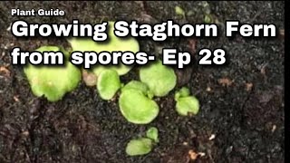 Growing Platycerium fern from spores  Ep 28 [upl. by Radec412]