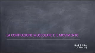 La contrazione muscolare [upl. by Sacrod]