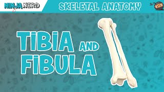 Tibia amp Fibula Anatomy [upl. by Scholz]